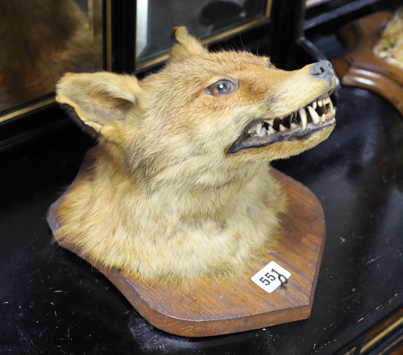 A Fox head on an oak shield, shield 28cms high